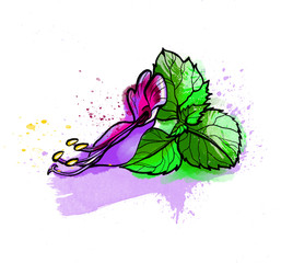 Fototapeta na wymiar Hand drawing illustration, colorful bright patchouli flower with leaves. Watercolors, white background.