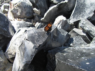 obsidian butterfly