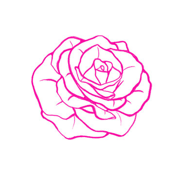Rose Contour" Images – Browse 10 Stock Photos, Vectors, and Video | Adobe  Stock