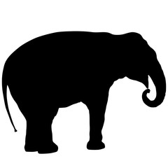 Silhouette large African elephant on a white background
