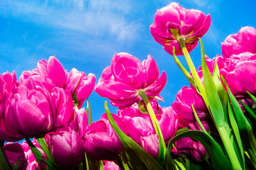 Fototapeta premium SONY DSC