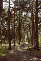 way through the pine forest