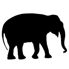 Obraz na płótnie Canvas Silhouette large African elephant on a white background
