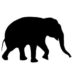 Silhouette large African elephant on a white background