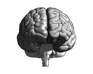 Monochrome engraving brain illustration frontal