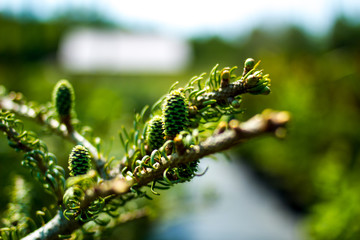 sun spring flowering coniferous pine spruce fir pine cones fruit