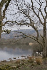 Fototapeta na wymiar Dull day by lake in winter - bare trees, reflections, ducks, low mountains