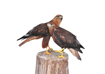Aquila chrysaetos (golden eagle)