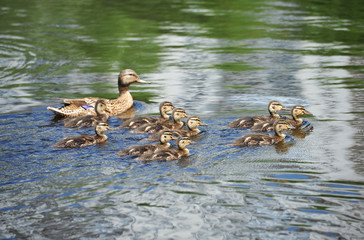 Duck floating in the lake