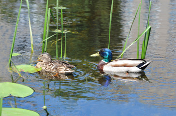 Duck floating in the lake