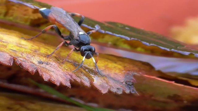 Schlupfwespe, Ichneumon stramentarius