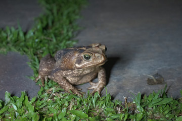 Cururu frog 