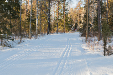 Obraz premium Ski track at winter forest in Finland