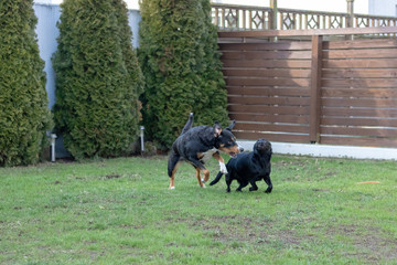 Naklejka na ściany i meble two dogs playing together outdoors little and big dog, Appenzeller Mountain Dog