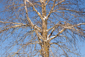 Branches of tree with snow on a blue sky background at winter