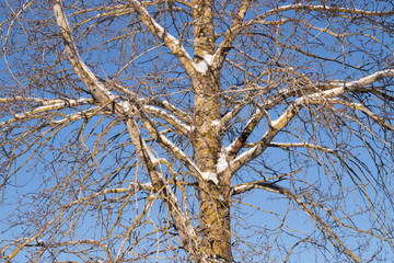 Branches of tree with snow on a blue sky background at winter