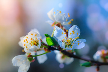Spring Nature. Blossoming of fruit tree with bokeh light background. View close-up of branch with white flowers and buds in bright colors. Selective Focus and blur background.