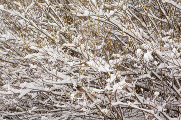 Texture of bush branches covered with snow and ice close-up at winter landscape