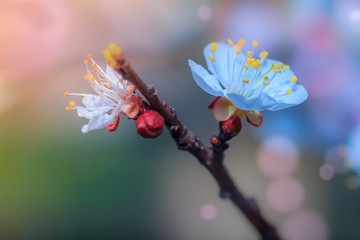 Spring Nature. Blossoming of fruit tree with bokeh light background. View close-up of branch with white flowers and buds in bright colors. Selective Focus and blur background.