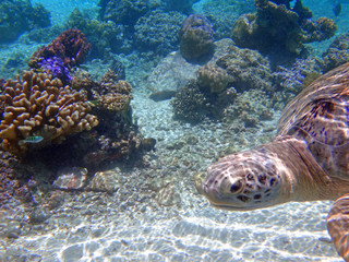 Underwater view of a tropical sea turtle in the Bora Bora lagoon, French Polynesia