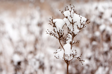 Close-up snow-covered grass in a forest - winter landscape scene
