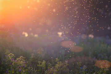 Summer Nature. Landscape of meadow at sunset. Background with bokeh light . Transparent columns of midges over tall grass in front of the sun. Blurred background. - obrazy, fototapety, plakaty