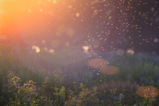 Summer Nature. Landscape of meadow at sunset. Background with bokeh light . Transparent columns of midges over tall grass in front of the sun. Blurred background.