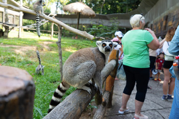 lemur in safari park © avtk
