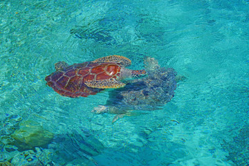 Fototapeta na wymiar Underwater view of a tropical sea turtle in the Bora Bora lagoon, French Polynesia