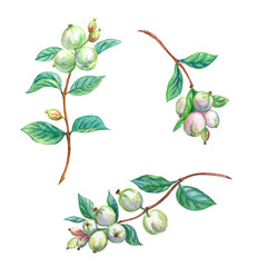 Botanical set, Snowberry twigs with berries, watercolor painting on white background isolated with clipping path.