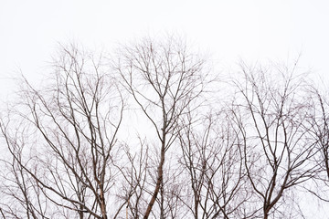 Fototapeta na wymiar Branches of tree with snow on a sky background at winter