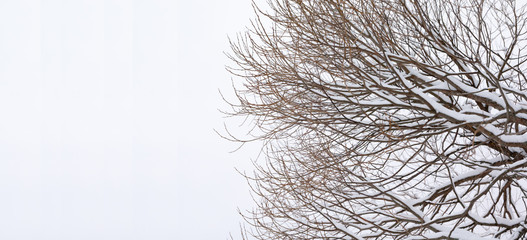 Branches of tree with snow on a sky background at winter