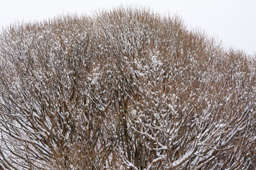 Texture of bush branches covered with snow and ice close-up at winter landscape