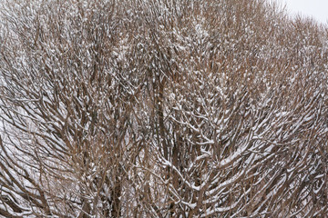 Texture of bush branches covered with snow and ice close-up at winter landscape