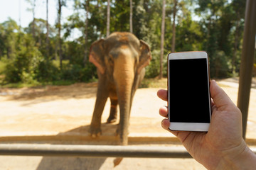 person using phone in zoo park