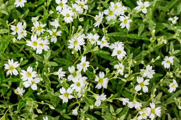 Obraz na płótnie Canvas Background from small white flowers. Flowers of gypsophila with drops of dew_