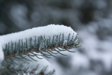 Branches and needles of spruce covered with snow in the winter forest in Finland