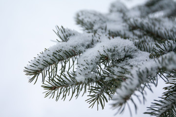 Branches and needles of spruce covered with snow in the winter forest in Finland