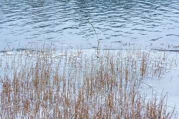 Close-up snow-covered grass on the shore of river Kymijoki in Finland. Winter landscape scene