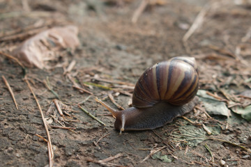 snail in the garden on the soil