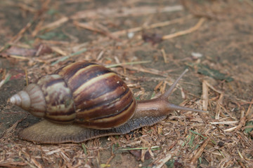 snail in the garden on the soil