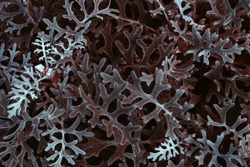 leaves similar on coral