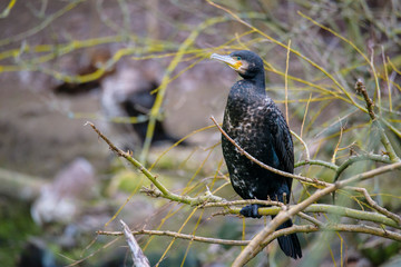 Great Black Cormorant (Phalacrocorax carbo)