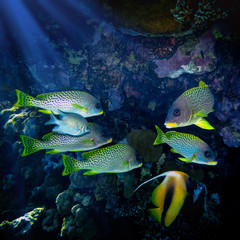 Naklejka na ściany i meble The pack of fishes hides in labyrinths of a coral reef