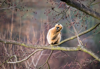 Common gibbon, White-handed gibbon