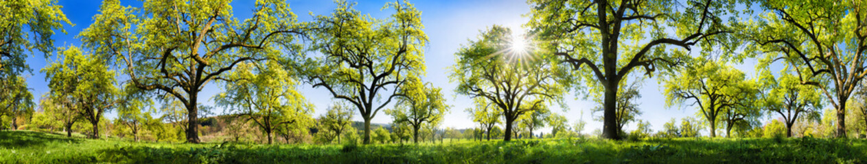 Fototapeta na wymiar Obstbäume im Frühling, extra breites Panorama