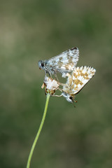  Zeytuni Zıpzıp / Pyrgus serratulae 