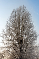 snowy birch in a winter landscape