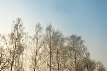 Fototapeta na wymiar snowy birch in a winter landscape