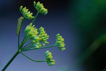 Caterpillar of a common yellow swallowtail. Larva of Old World swallowtail (Papilio machaon) on green plant. Vivid green caterpillar with black and orange markings